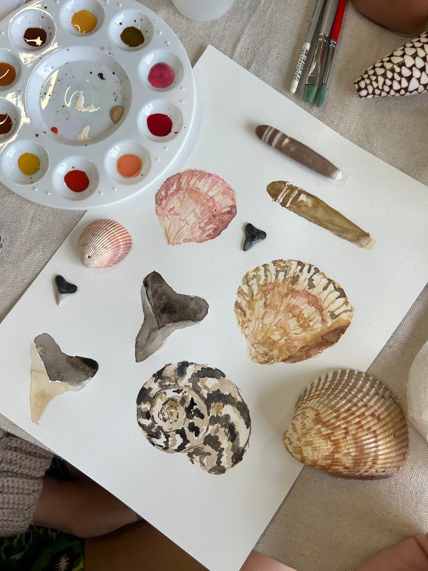 Shells & Shark's Teeth in Watercolor