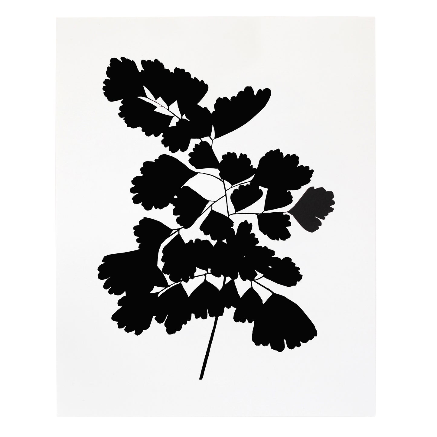 "Adiantum Chilense Maidenhair Fern" Print