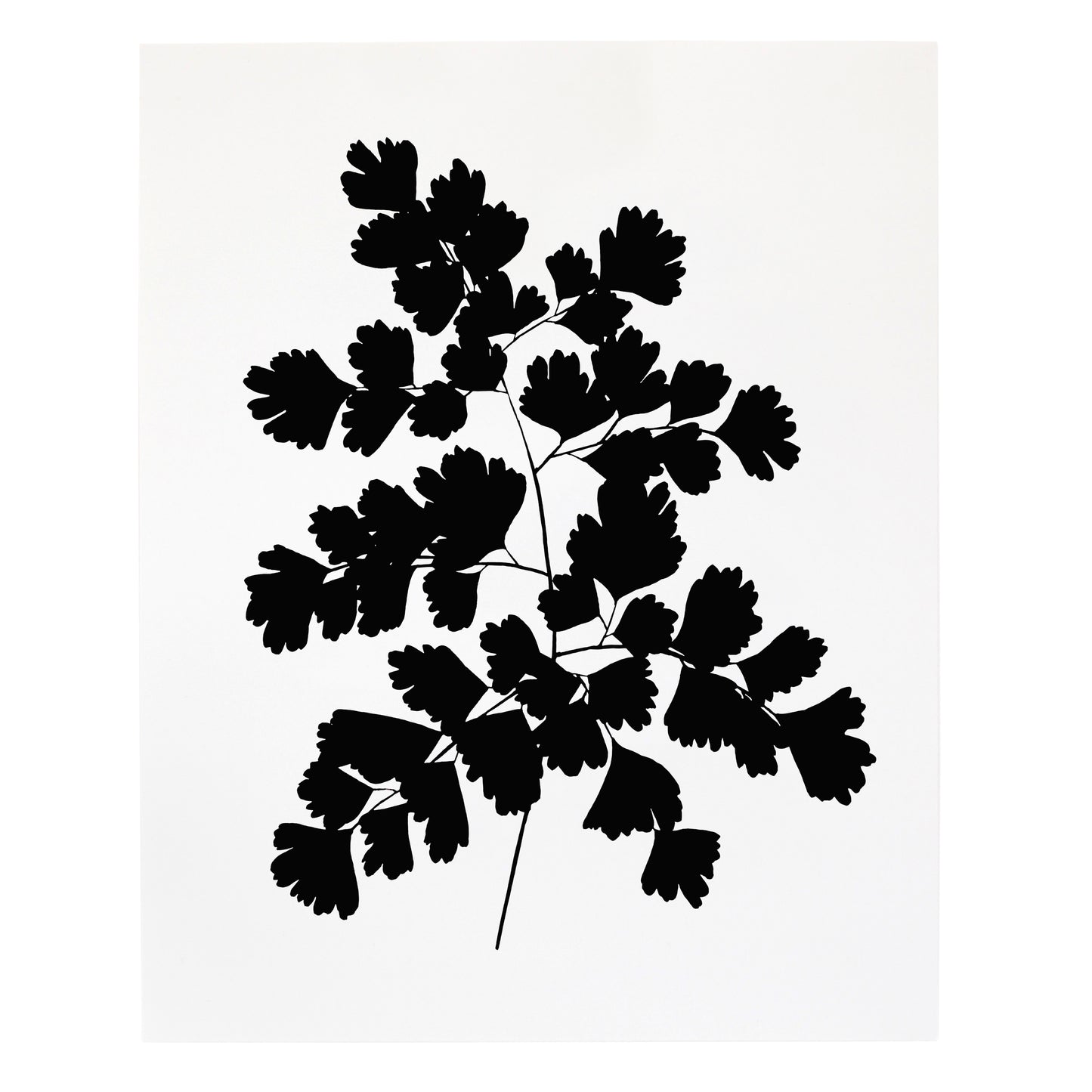 "Adiantum Tenerum Maidenhair Fern" Print