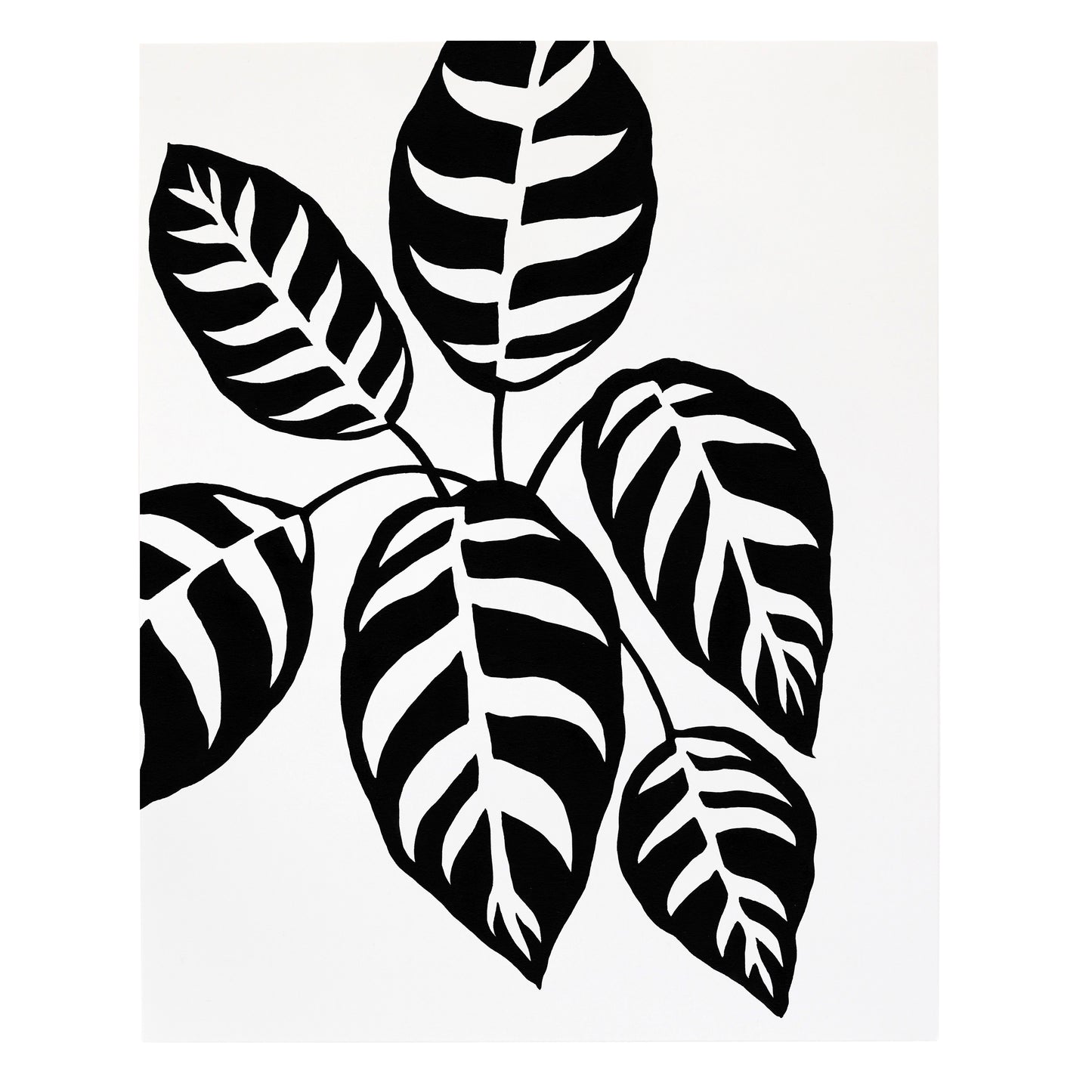 "Calathea Leopardina" Print