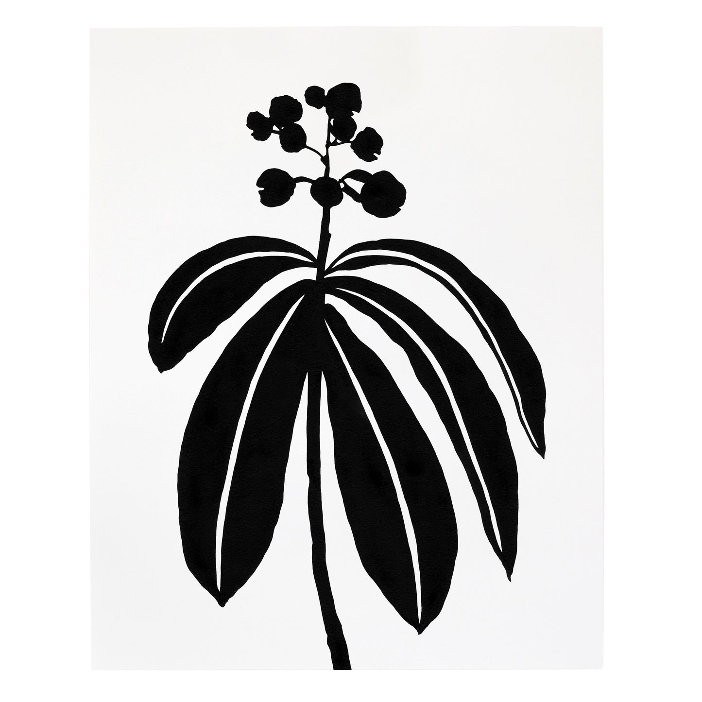 "Dichorisandra Thyrsiflora" Print