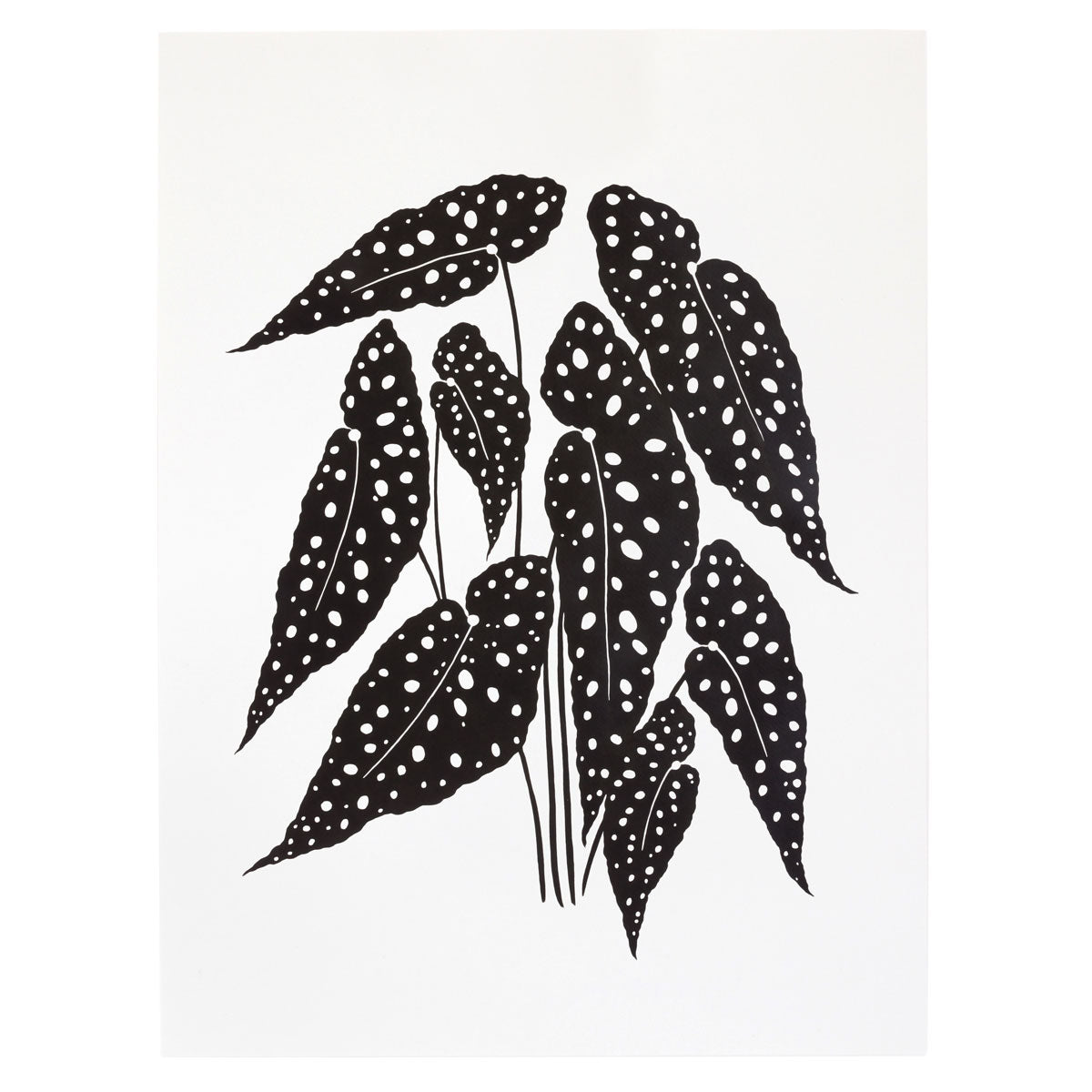 "Polka Dot Begonia" Print