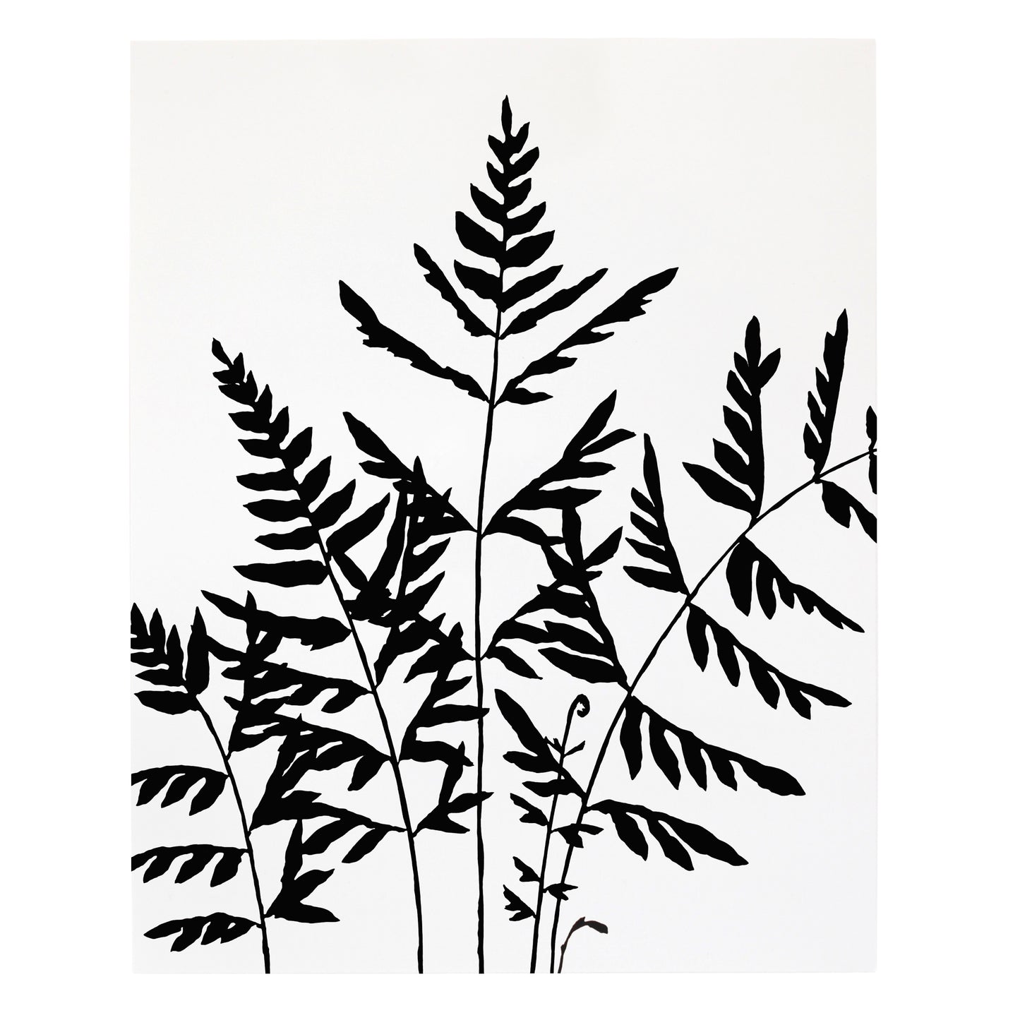 "Pteris Semipinnata Fern" Print