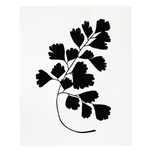 "Southern Maidenhair Fern" Print
