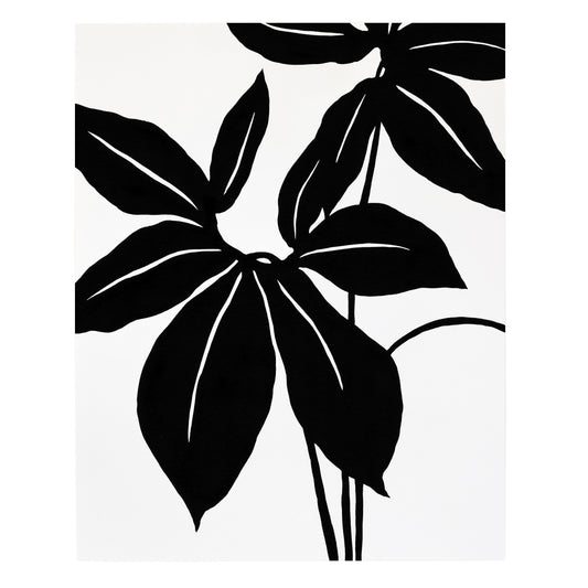 "Xanthosoma Wendlandii" Print