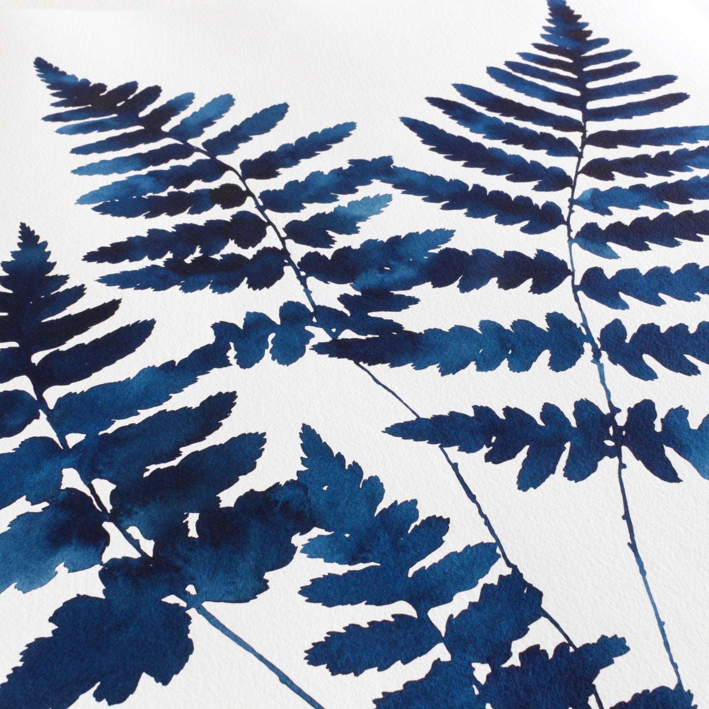 "Shield Ferns" Print